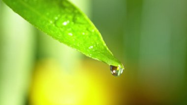 Taze Yeşil Yapraktan Düşen Damlacık 'ın Süper Yavaş Çekimi 300 metrede. 4K 'da Yüksek Hız Sinema Kamerası ile çekildi..
