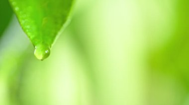 Taze Yeşil Yapraktan Düşen Damlacık 'ın Süper Yavaş Çekimi 300 metrede. 4K 'da Yüksek Hız Sinema Kamerası ile çekildi..