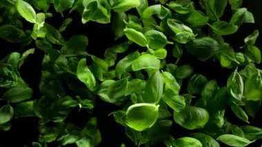 Taze Basil Yapraklarının Süper Yavaş Çekimi 1000fps 'de kameraya doğru patladı. Yüksek Hız Sinema Kamerası, 4K.