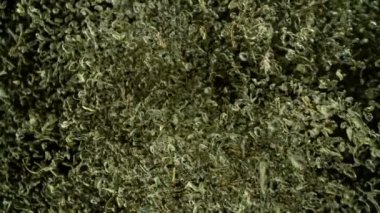 Kurumuş Yeşil Çay 'ın Süper Yavaş Çekimi. Uçuyor ve Kameraya doğru dönüyor. 4K 'da Yüksek Hız Sinema Kamerası ile çekildi..