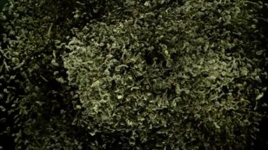 Kurumuş Yeşil Çay 'ın Süper Yavaş Çekimi. Uçuyor ve Kameraya doğru dönüyor. 4K 'da Yüksek Hız Sinema Kamerası ile çekildi..