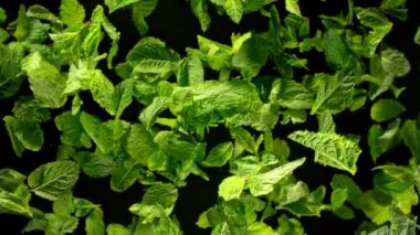 Taze Nane Yapraklarının Süper Yavaş Çekimi 1000fps hızla Kameraya doğru Patladı. Yüksek Hız Sinema Kamerası, 4K.