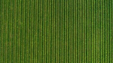 Sunny Wineyard Hatlarının Gündoğumunda Hava Aracı Çekimi.