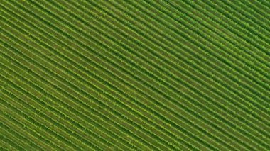 Sunny Wineyard Hatlarının Gündoğumunda Hava Aracı Çekimi.