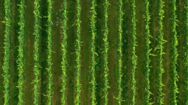 Sunny Wineyard Hatlarının Gündoğumunda Hava Aracı Çekimi.