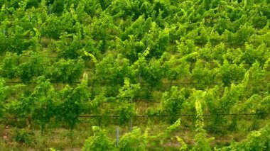 Sunny Wineyard Hatlarının Gündoğumunda Hava Aracı Çekimi.