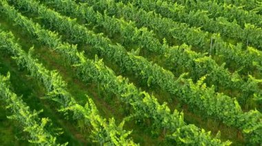 Sunny Wineyard Hatlarının Gündoğumunda Hava Aracı Çekimi.