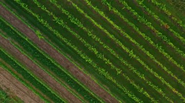 Sunny Wineyard Hatlarının Gündoğumunda Hava Aracı Çekimi.