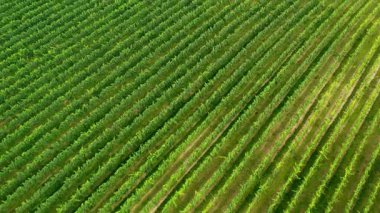 Sunny Wineyard Hatlarının Gündoğumunda Hava Aracı Çekimi.