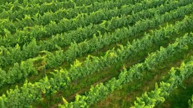 Sunny Wineyard Hatlarının Gündoğumunda Hava Aracı Çekimi.
