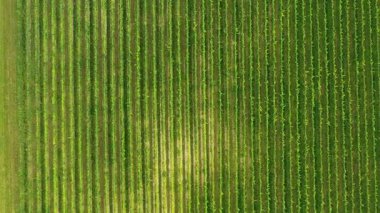 Sunny Wineyard Hatlarının Gündoğumunda Hava Aracı Çekimi.