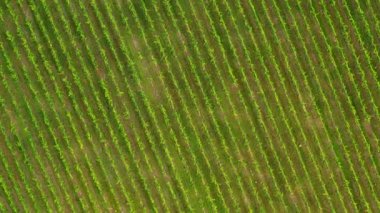 Sunny Wineyard Hatlarının Gündoğumunda Hava Aracı Çekimi.