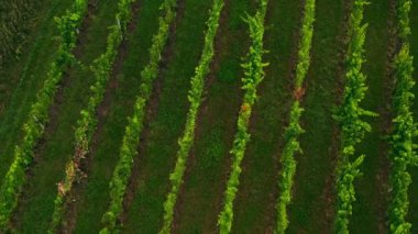 Sunny Wineyard Hatlarının Gündoğumunda Hava Aracı Çekimi.