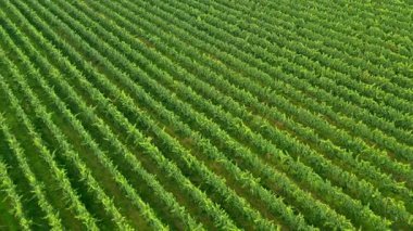 Sunny Wineyard Hatlarının Gündoğumunda Hava Aracı Çekimi.