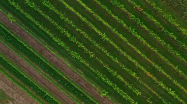 Sunny Wineyard Hatlarının Gündoğumunda Hava Aracı Çekimi.