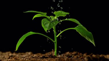 Sulama Yeşil Santrali 'nin Süper Yavaş Çekimi, 300 metrede. Yüksek Hız Sinema Kamerası, 4k.