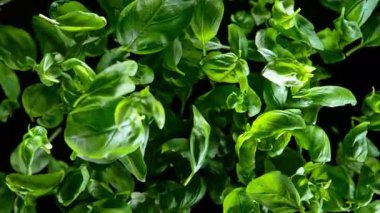 Flying Tasty Basil 'in Süper Yavaş Çekimi 1000 Fps' de Kara Arkaplanda İzole Edildi. 4K 'da Yüksek Hız Sinema Kamerası ile çekildi..