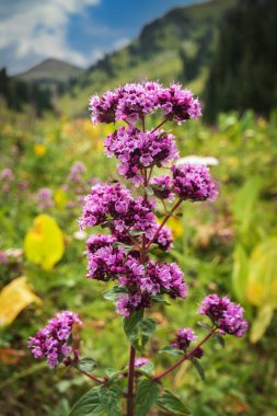 Oregano ya da Origanum vulgare - tıbbi yabani ot. Dağ çayırında çiçek açarken bitki yetiştirmek..