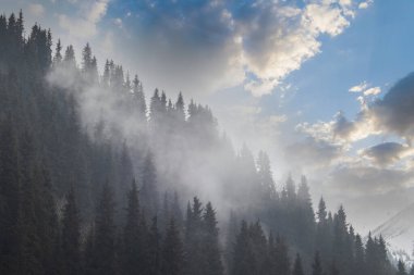 Coniferous forest on a hill in the evening haze against the backdrop of majestic cloudy sky in Almaty mountains. Nature of Kazakhstan.