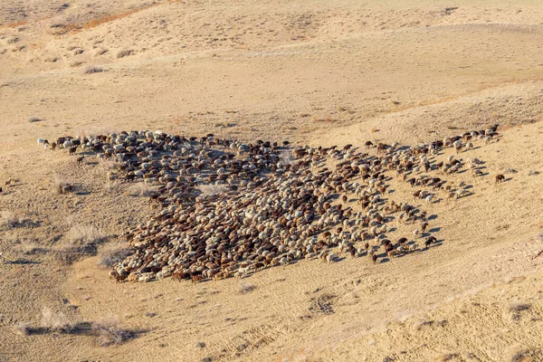 Aerial view on landscape with a herd of rams in desert or steppe.