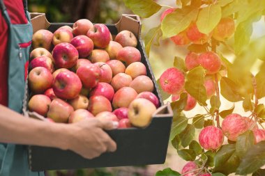 Farmer with freshly harvested ted ripe apples in cardboard box.