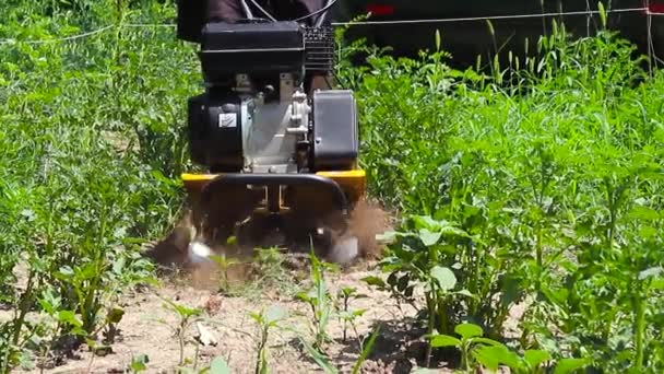 Man Plowing Garden Soil Motor Cultivator — 비디오