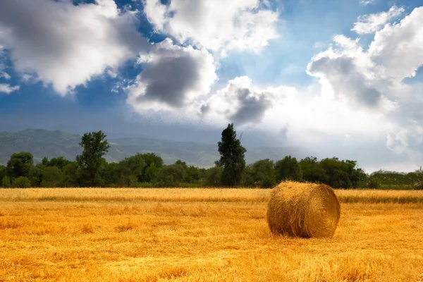 Pagliaio Arrotolato Pittoresco Campo Agricolo Stagione Del Raccolto Dei Cereali — Foto Stock