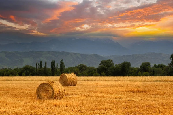 Haystack Rolls Agricultural Field Foothills Central Asia Grain Harvest Season — Stock Photo, Image