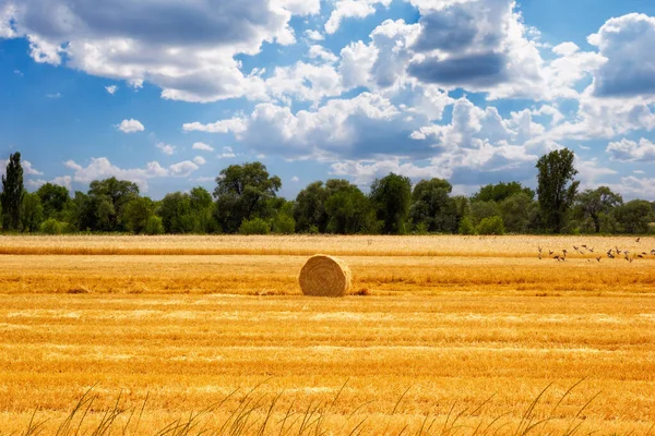 Getreidefeld Mit Gewalztem Heuhaufen Ende Des Sommers Ernte Unter Dem — Stockfoto