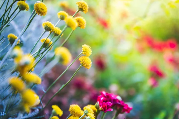 新鲜的夏天 花园背景中五彩斑斓的花朵 — 图库照片