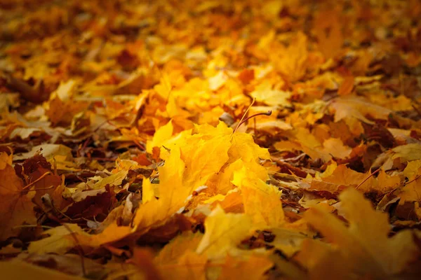 Tapete Outono Caído Folhas Amarelas Chão — Fotografia de Stock