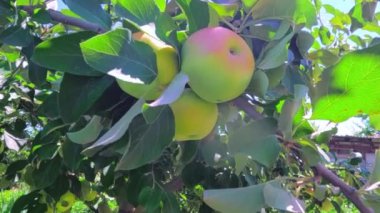 Olgun yeşil elmalar, parlak güneş ışığı altında yemyeşil yapraklarla çevrili bir ağaçta bol bol yetişiyor.