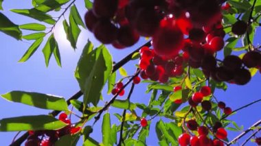 Güzel bir kuşun kiraz ağacının çarpıcı dalları olgunlaşmış kuş kirazlarıyla süslenir. Güneş ışığı sahneyi aydınlatır..