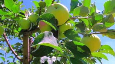 Bereketli yeşil bir elma ağacı, olgunlaşmamış elmalarla ve açık mavi gökyüzünün altında canlı yeşil yapraklarla dimdik ayakta duruyor.