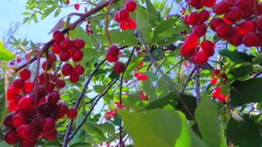Açık mavi gökyüzünün altındaki yemyeşil yaprakların arasına yerleşmiş canlı, parlak kırmızı kuş kirazlarının detaylı bir görüntüsü.