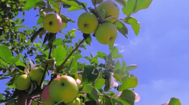 Canlı ve yeşeren bir elma ağacı, sulu olgun elmalarla dolu, parlak, güneşli bir mavi gökyüzünün altında gururla duruyor.
