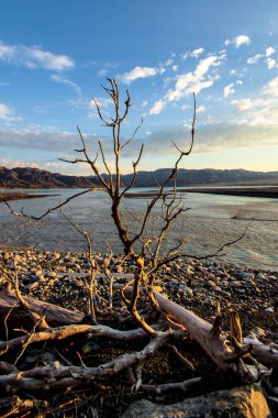 Gün batımında Serene Waters 'ın Kuru Ağacı Güzel Huzurlu Doğa Sahnesi Mükemmel Huzur ve Huzuru Yakalıyor.