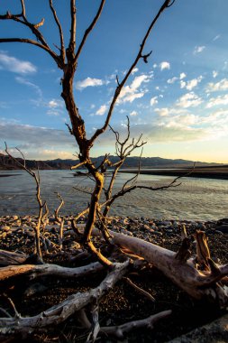 Göz kamaştırıcı bir manzara, canlı bir günbatımı gökyüzünün altında dingin sulara karşı dizilmiş çorak bir ağacın siluetini gösteriyor..