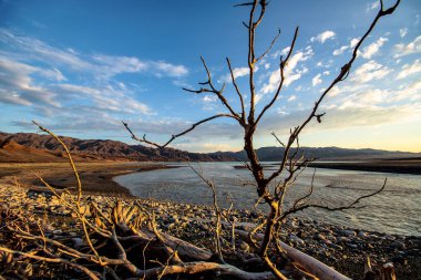 Tuz gölünün kıyısında kurumuş ölü bir ağaç ve kimyasal olarak kirlenmiş su. Çevre kirliliği.