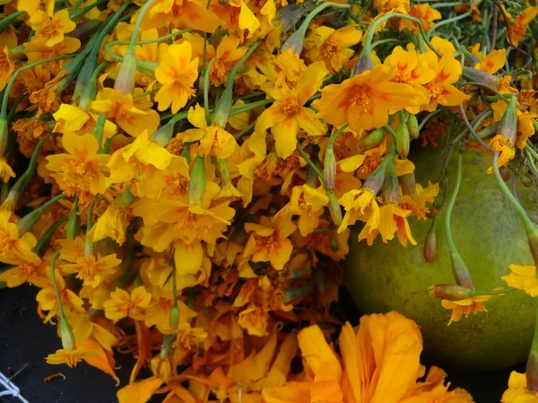 メキシコのマリーゴールドの花でいっぱい — ストック写真