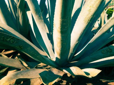 Agave Americana, renkli agave ağaçları sivri bir yaprağa benziyor ve yapraklarında dikenler var..