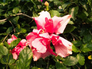 Bahçedeki ibiscus çiçeği. La flor del ibisco 'nun anlamı, ataları ya da ziyaretçileri onurlandırmak için adak adamaktır..