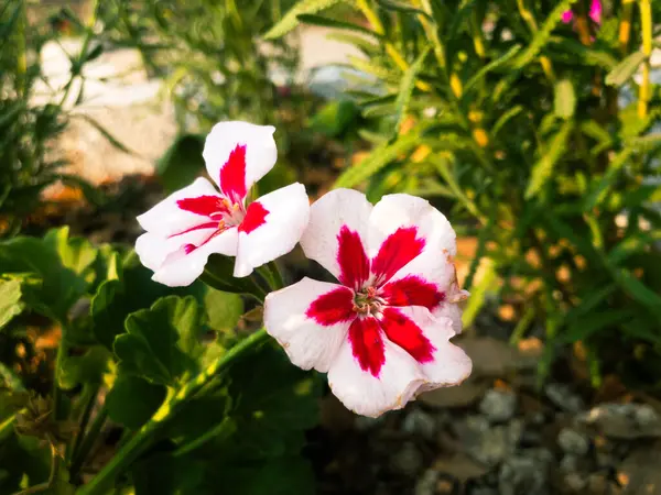 Fiore Ibisco Nei Giardini Significato Flor Del Ibisco Che Fare — Foto Stock