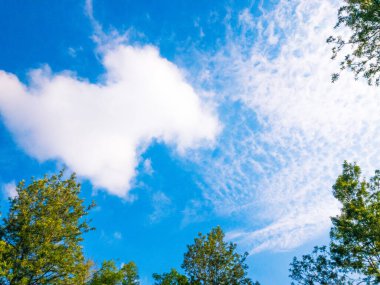Mavi gökyüzü ve bulutlar ağaçların tepesinde, aşağıdan görünüyor. Gökyüzü yeşil ağaç dalları ile çerçevelenmiş
