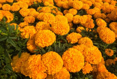 Meksika kadife çiçekleri sağlam bir arka plandır. Sonbahar kompozisyonu. Ölüler Günü için arkaplan.