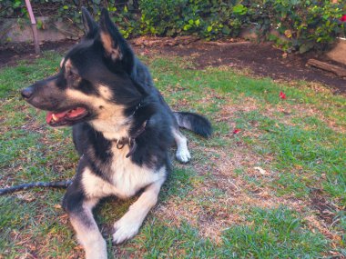 Gerberia çoban köpeği (Sibirya kurdu ve Alman çoban köpeği) 2 yaşında erkek köpek güneşli bir günde koşuyor ve eğleniyor, kurt köpek arka planda diğer çiçeklerle birlikte çayırlarda dinleniyor..