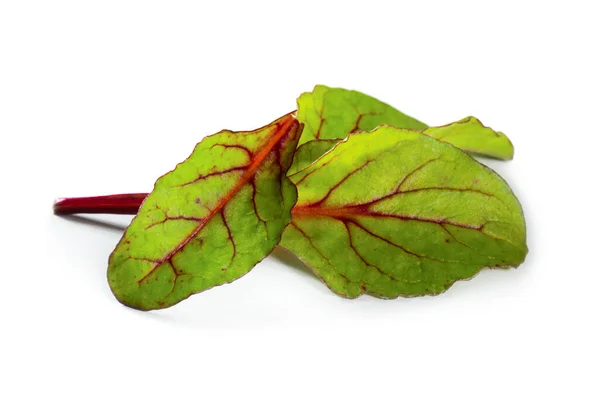 Medelhavsingredienser Röd Mangold Salladsblad — Stockfoto