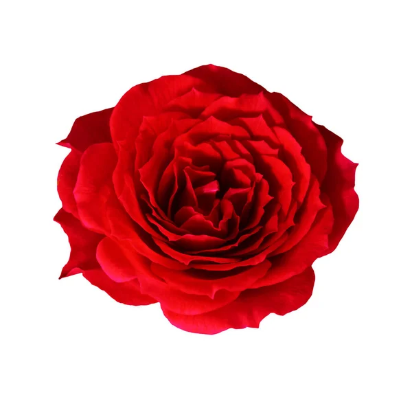 Röd Ros Blomma Isolerad Vit Bakgrund — Stockfoto