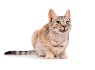 güzel kedi beyaz bir arka plan üzerinde izole