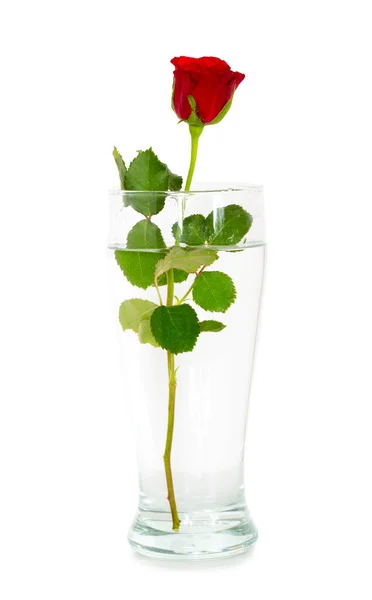 Red Scarlet Rose Transparent Vase Isolated White Background — Foto de Stock